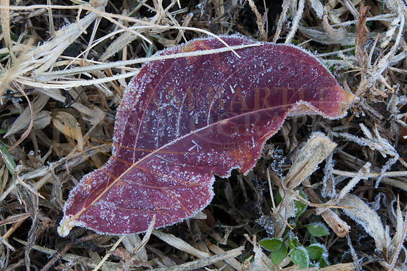 Frosty Morning